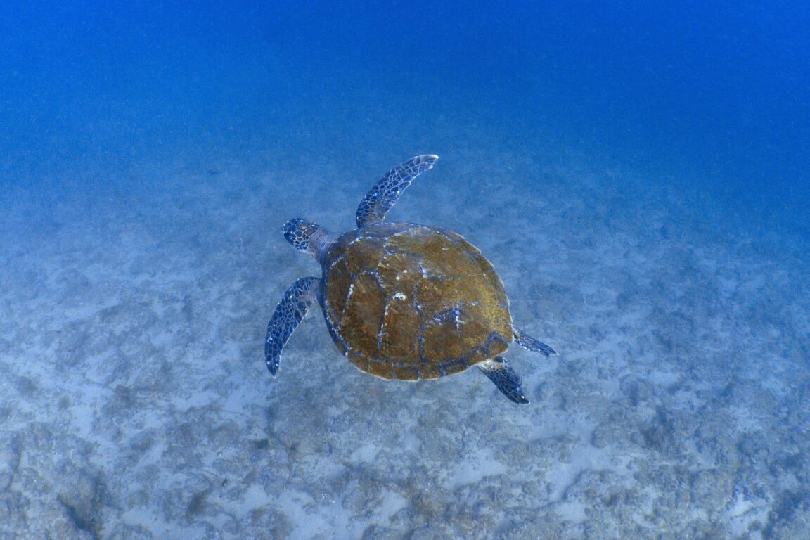A sea turtle swims near the new Wonder Reef
